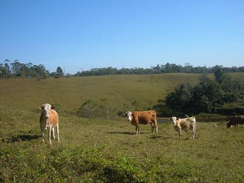 Vacas